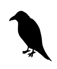 Crow illustration design