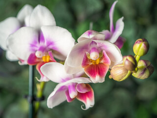 Phalaenopsis orchid. Orchid flower. close-up, irrigation, green background. Place to copy.