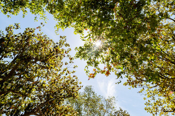 Looking up maple tree landscape