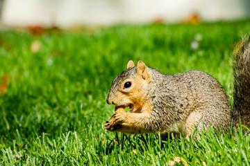 Close up shot of a Cute squirrel eating food on ground