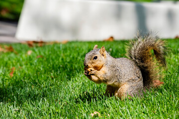 Naklejka na ściany i meble Close up shot of a Cute squirrel eating food on ground