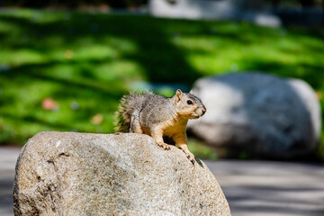Naklejka na ściany i meble Close up shot of a Cute squirrel on ground