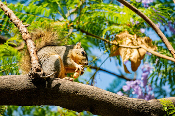 Close up shot of a Cute squirrel eating food on tree