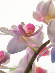Phalaenopsis orchid. Orchid flower. close-up, isolated background. Place to copy.