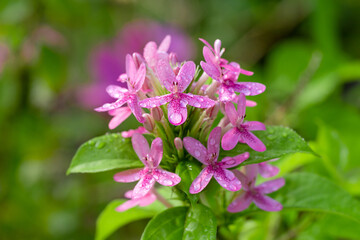 Carambola Starfruit Flowers,Beautiful bright bouquet of pink peonies 