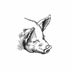 Hand Drawn Sketch Head Pig Illustration