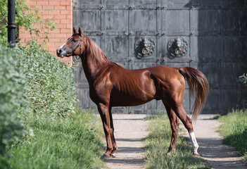 Beautiful arabian chestnut horse stands on natural summer background, profile side view, exterior