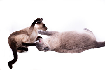 Two Thai cats are fighting lying on the floor. Isolated on a white background, close-up