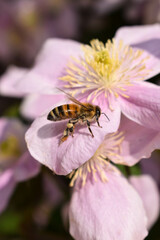 Arbeitende Biene auf Clematis