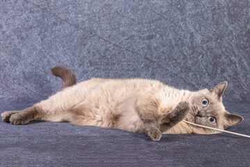 The bright cat of the Thai breed plays with a paper stick. Grey-blue background, close-up