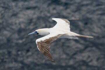 Flying gannet - large seabird with mainly white plumage