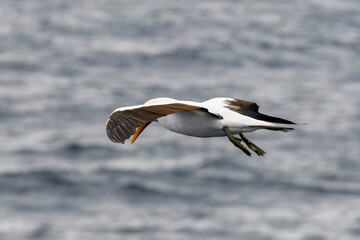 Flying gannet - large seabird with mainly white plumage