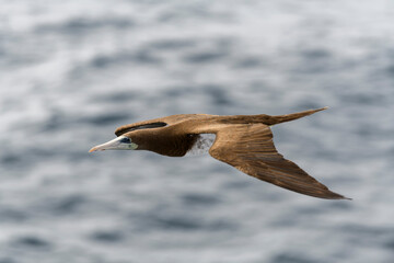 Flying gannet - large seabird with mainly white plumage