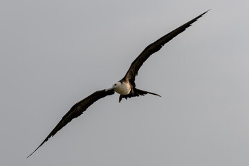 Frigate bird flying in blue sky. Large seabird.