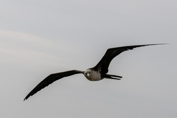 Frigate bird flying in blue sky. Large seabird.