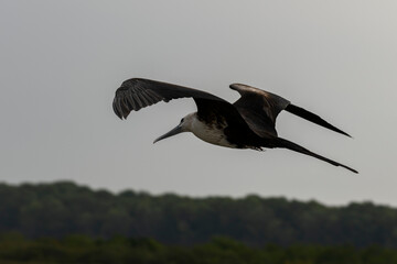 Frigate bird flying in blue sky. Large seabird.