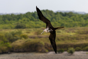 Frigate bird flying in blue sky. Large seabird.