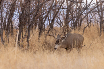Mule Deer Buck in Colorado in Autumn