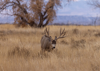 Mule Deer Buck in Colorado in Autumn
