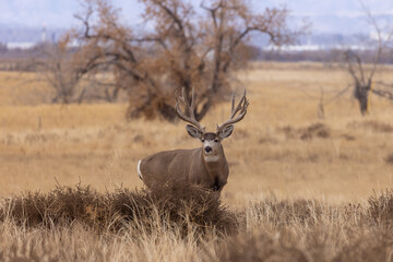 Obraz premium Mule Deer Buck in Colorado in Autumn