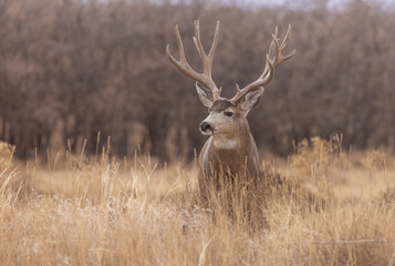 Mule Deer Buck in Colorado in Autumn