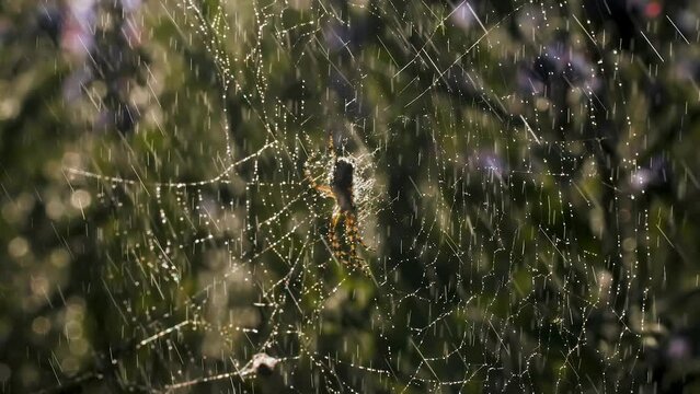  Rain with a spider on a web in macro photography. Creative. Bright small drops of water illuminated by the sun's rays fall on the web on which the spider sits and moves its paws.
