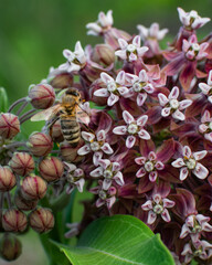 Bee on Milkweed
