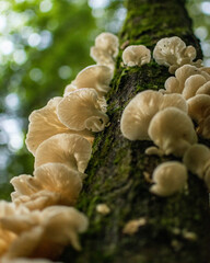 Oyster Mushrooms on Tree