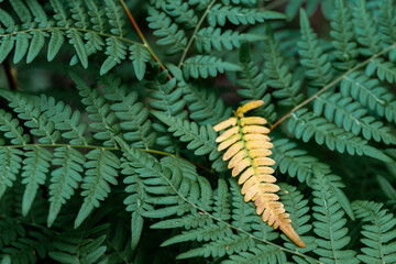 yellow fern leaf on green fern leaves in the forest