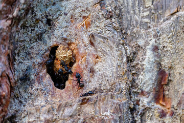 black ants on a pine trunk near a hole in a tree