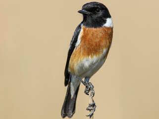 Male African Stonechat