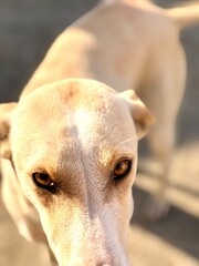portrait of a dog