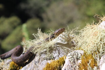 Costa Rican montane pitviper (Cerrophidion sasai)