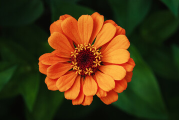 Orange flower closeup, single Zinnia flower in the garden, top view