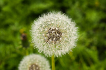 Verblühter Löwenzahn