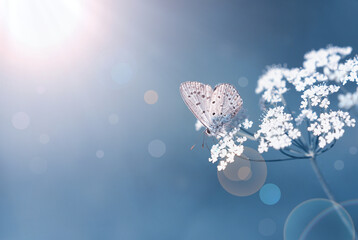 Adonis blue butterfly on a white flower in the morning bright light
