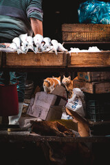 Cairo Egypt December 2021 Vertical shot of several cats at the fish market, looking at the fish hoping to get some to eat. Hungry stray street cats