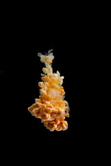 beautiful orange mother-of-pearl clear ink abstract clouds in water isolated on black background...