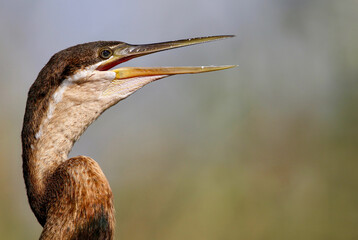 African Darter, Kruger National Park