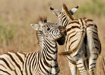 Plains Zebra, Pilanesberg National Park