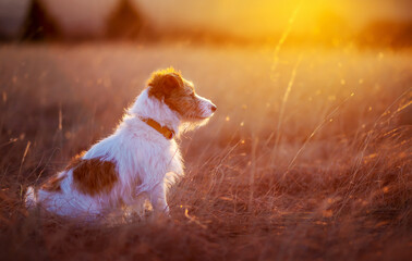 Beautiful happy dog sitting in the meadow grass in the sunset. Hiking, walking with pet.