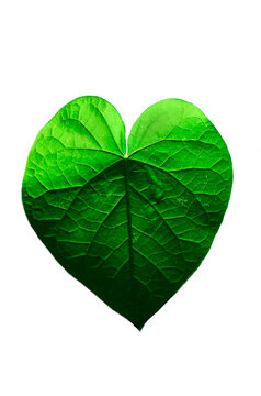 Heart-leaved moonseed leaf isolated on white background with clipping path, has medicinal properties.