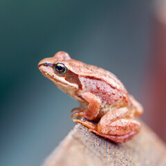 frog on a fence