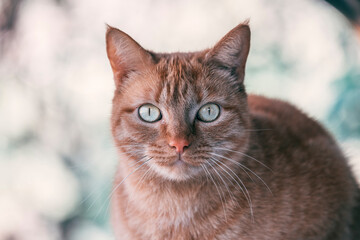 Naklejka na ściany i meble ginger cat portrait