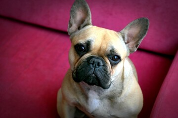 french bulldog portrait