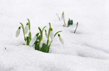 Spring white snowdrops ( Galanthus nivalis ) in snow in the forest with space for text