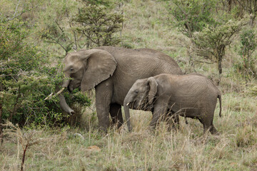 Fototapeta premium elephants roaming the savannah