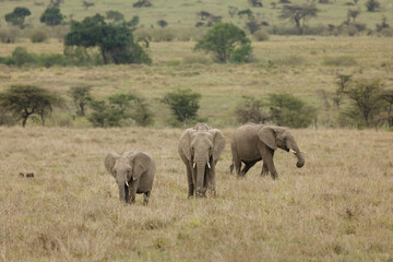 Fototapeta premium elephants roaming the savannah