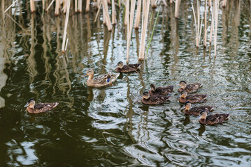 Many ducks float in the lake. Close up. Hunting for ducks. Autumn. Beautiful Mallard Ducks in water in the pond. Drake, birds, duck's family detachment of waterfowl.