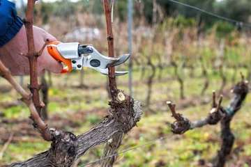 Poster Close-up of a vine grower hand. Prune the vineyard with professional battery-powered electric scissors. Traditional agriculture. Winter pruning, cordon spurred method.  © francescomou